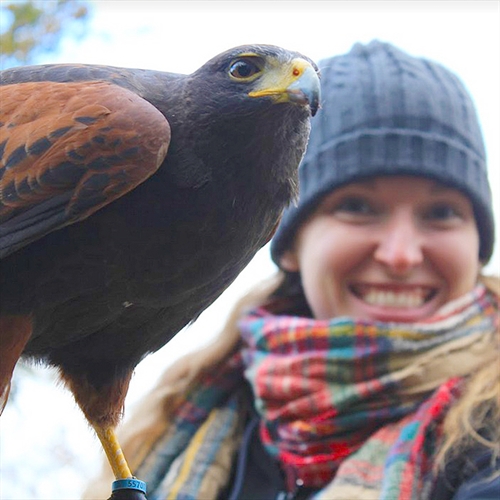 Birds of Prey Experiences in Staffordshire - Meet Owls and Raptors Birds of Prey Experiences in Staffordshire - Meet Owls and Raptors